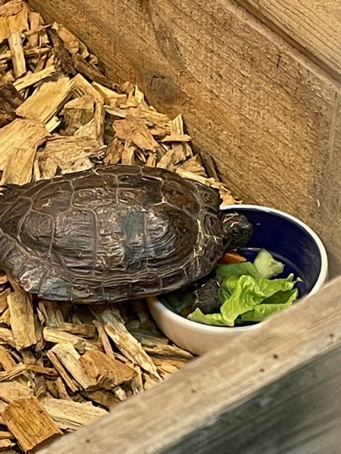 Skildpadde