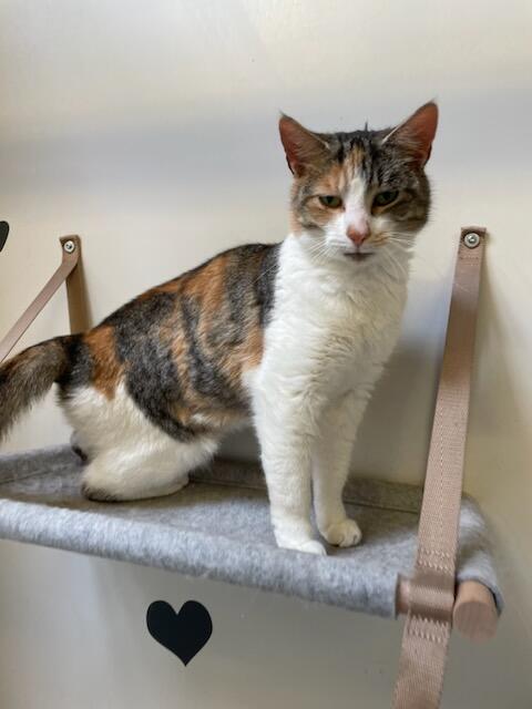 kat