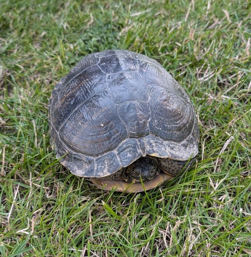 Fremlysning af skildpadde