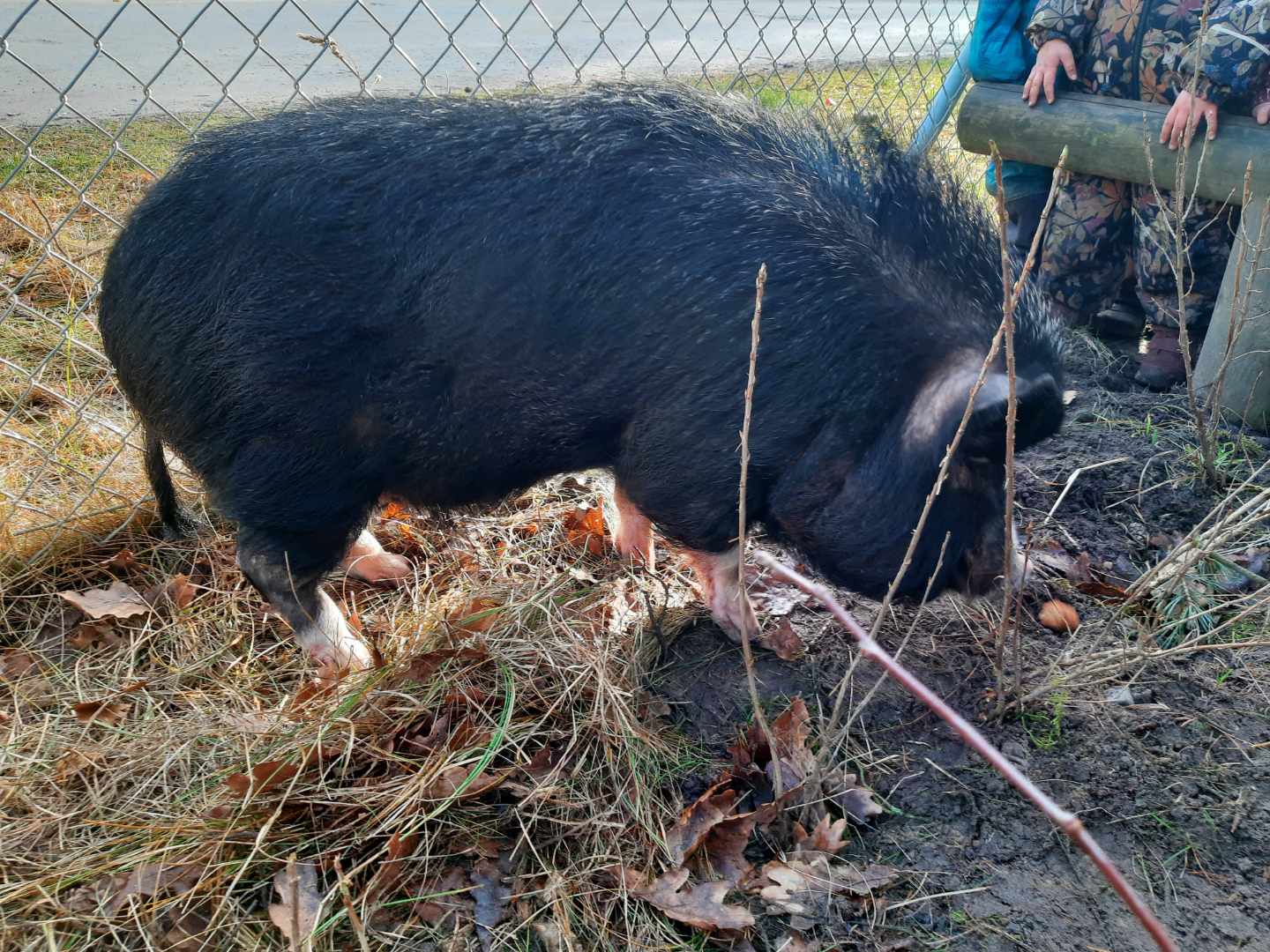 Hængebuesvin